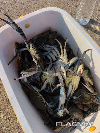 Blue Crabs