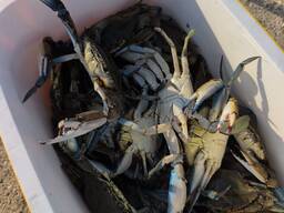Blue Crabs