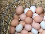 Fresh Organic Chicken Eggs for sale/ Farm Chicken Eggs/ White and Brown Chicken Table egg - фото 1