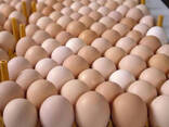 Fresh Organic Chicken Eggs for sale/ Farm Chicken Eggs/ White and Brown Chicken Table egg - фото 2