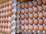 Fresh Organic Chicken Eggs for sale/ Farm Chicken Eggs/ White and Brown Chicken Table egg - фото 5