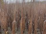 Fruit trees saplings - фото 15