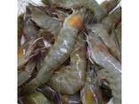 Healthy Seafood Vannamei Shrimp for Sale - фото 1