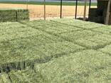 High Quality Animal Feed Alfalfa Hay - фото 2
