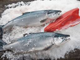 Norwegian salmon whole , Salmon bellies and Salmon fillets
