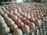 Εκκόλαψη Αυγό αυξανόμενης κρεατοπαραγωγής R308 - photo 1