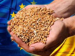 Wheat Feed Ukraine Origin
