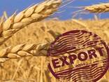 Wheat Feed Ukraine Origin - photo 2
