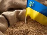 Wheat Feed Ukraine Origin - photo 3