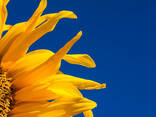 Sunflower oil and processed products - photo 1