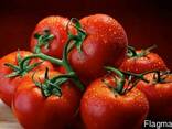 Tomatoes Spain - photo 1