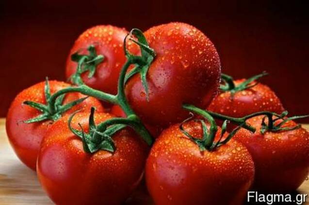 Tomatoes Spain