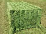 Top quality alfalfa bales - photo 1