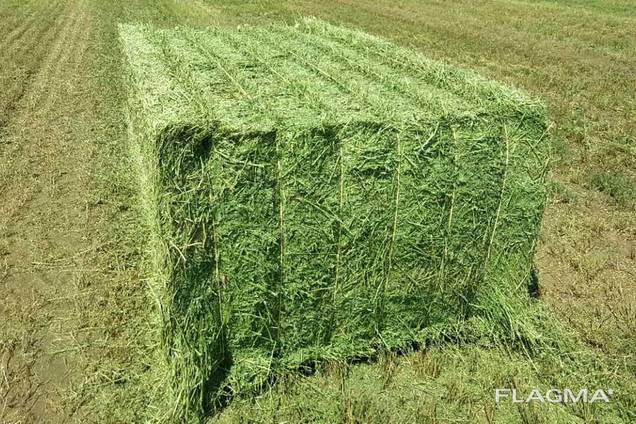 Top quality alfalfa bales