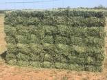Top quality alfalfa bales - photo 2