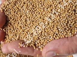 White mustard seed (Sinapis alba)