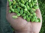 Wholesale price only Raw and Sweet Almonds Nuts At Factory Price Almond Nuts