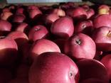 Яблоки с Украины // Apples from Ukraine - фото 1