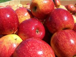 Αγοράζουμε τα ακόλουθα μήλα στη συλλογή: